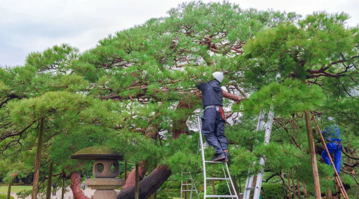 造園士が剪定する匠の技術